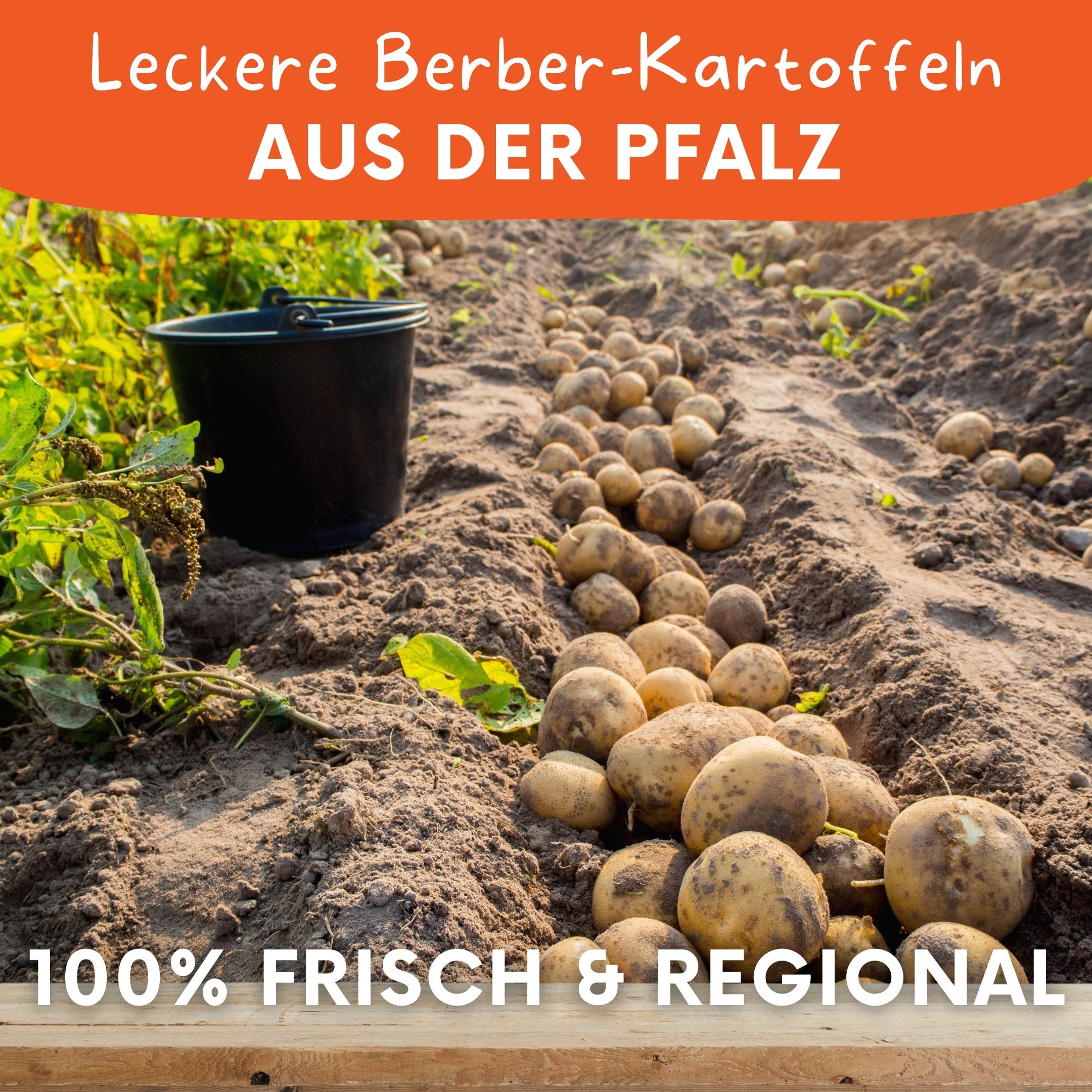 Frisch geerntete Berber Kartoffeln direkt vom Pfälzer Bauernhof