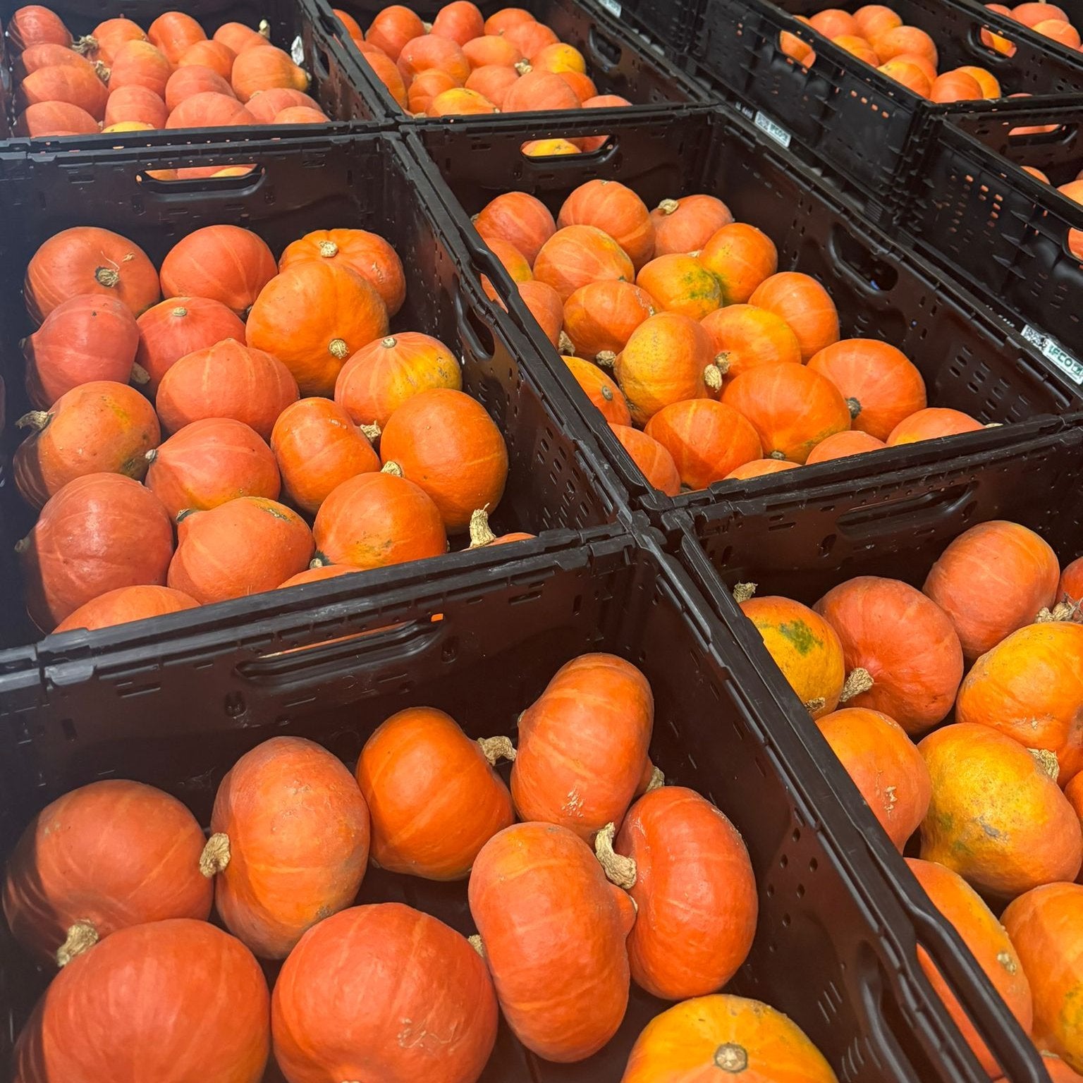 Leuchtend orange Bio-Hokkaido-Kürbisse, frisch geerntet – ideal für Suppe, Ofengerichte & mehr