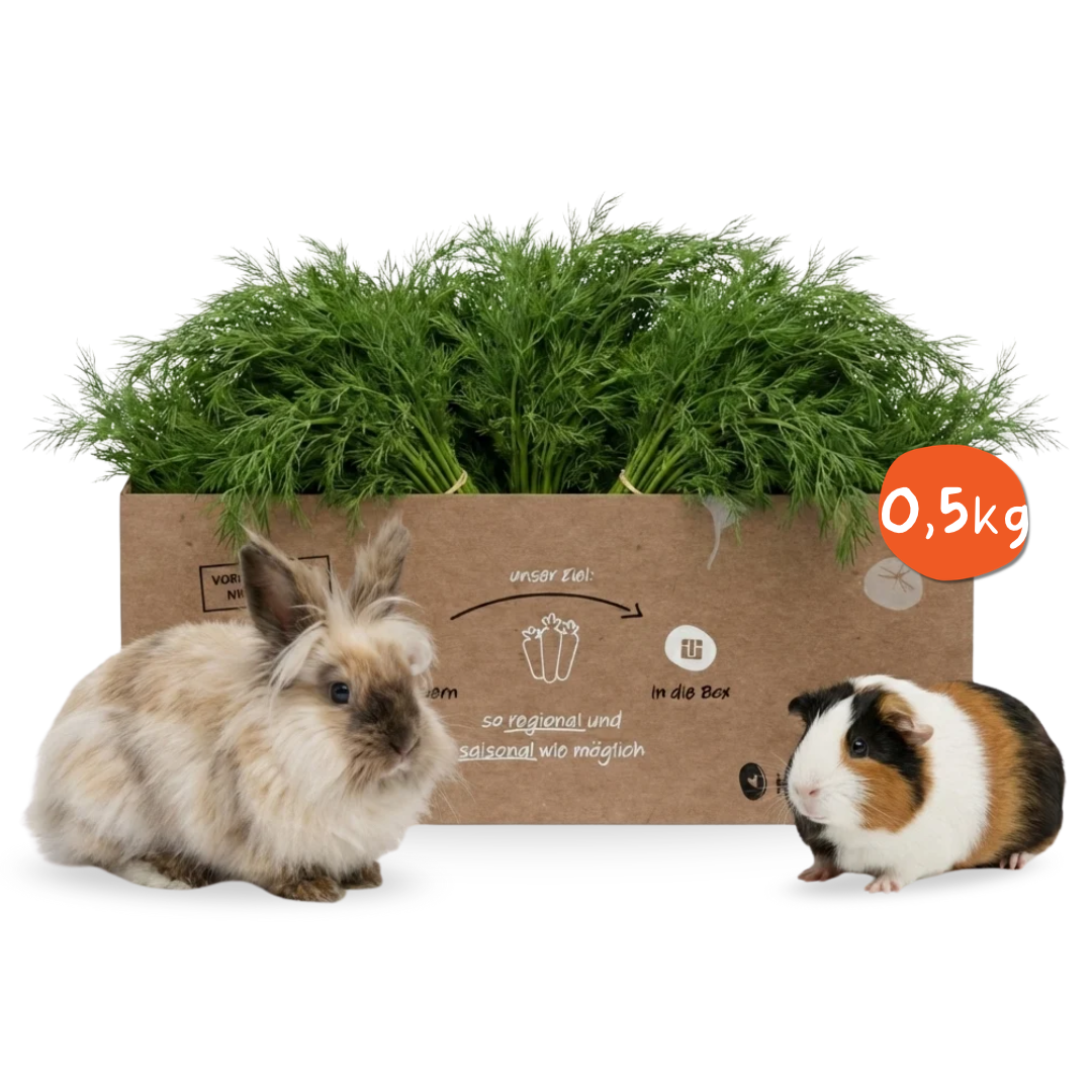 Frischer Dill für Kleintiere – aromatisches Kräuter-Frischfutter