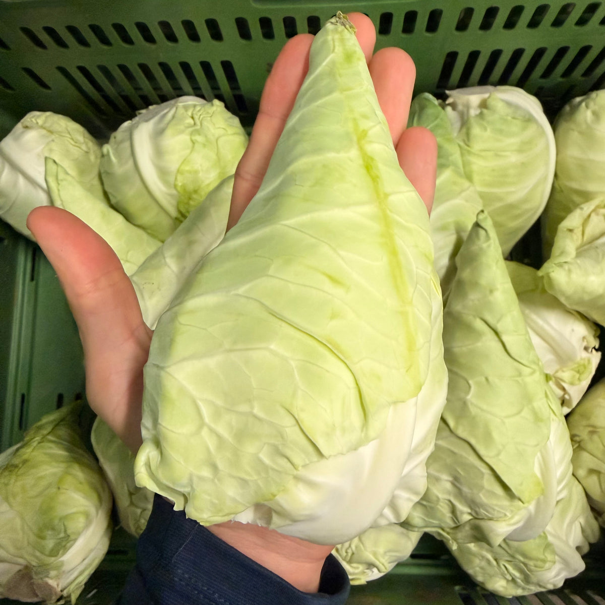 Mini-Spitzkohl-Retterbox – Frischer Spitzkohl aus der Pfalz
