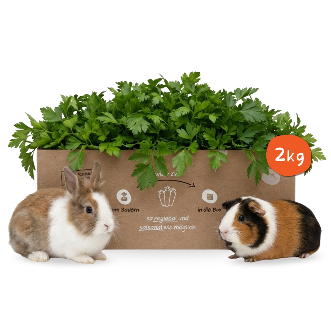 Frische Petersilie glatt für Heimtiere – aromatisches Frischfutter