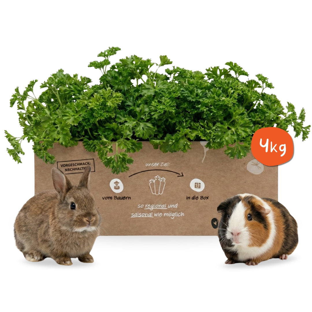 Frische Petersilie kraus für Kleintiere – naturbelassenes Frischfutter