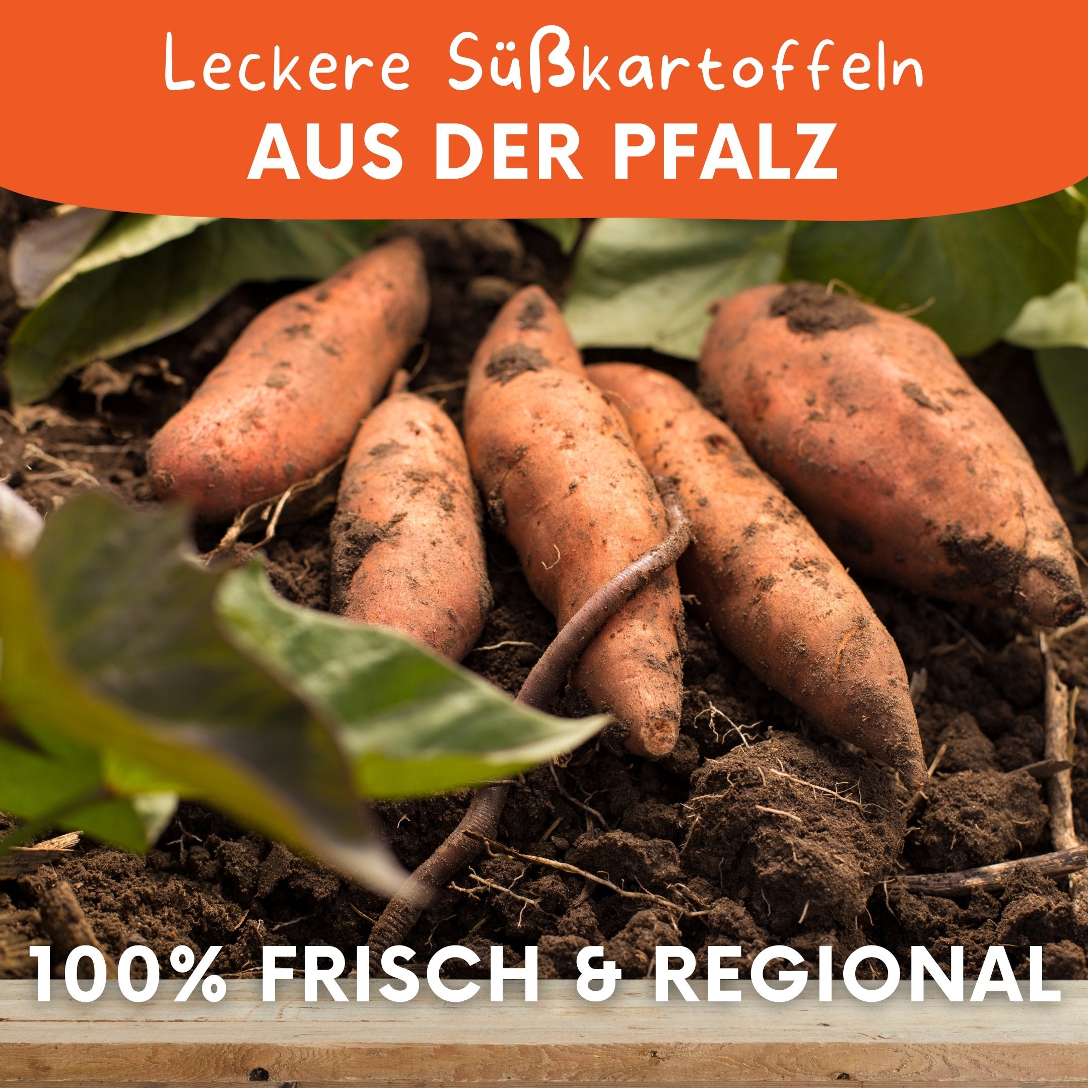 Pfälzer Süßkartoffeln – direkt vom Landwirt zu dir