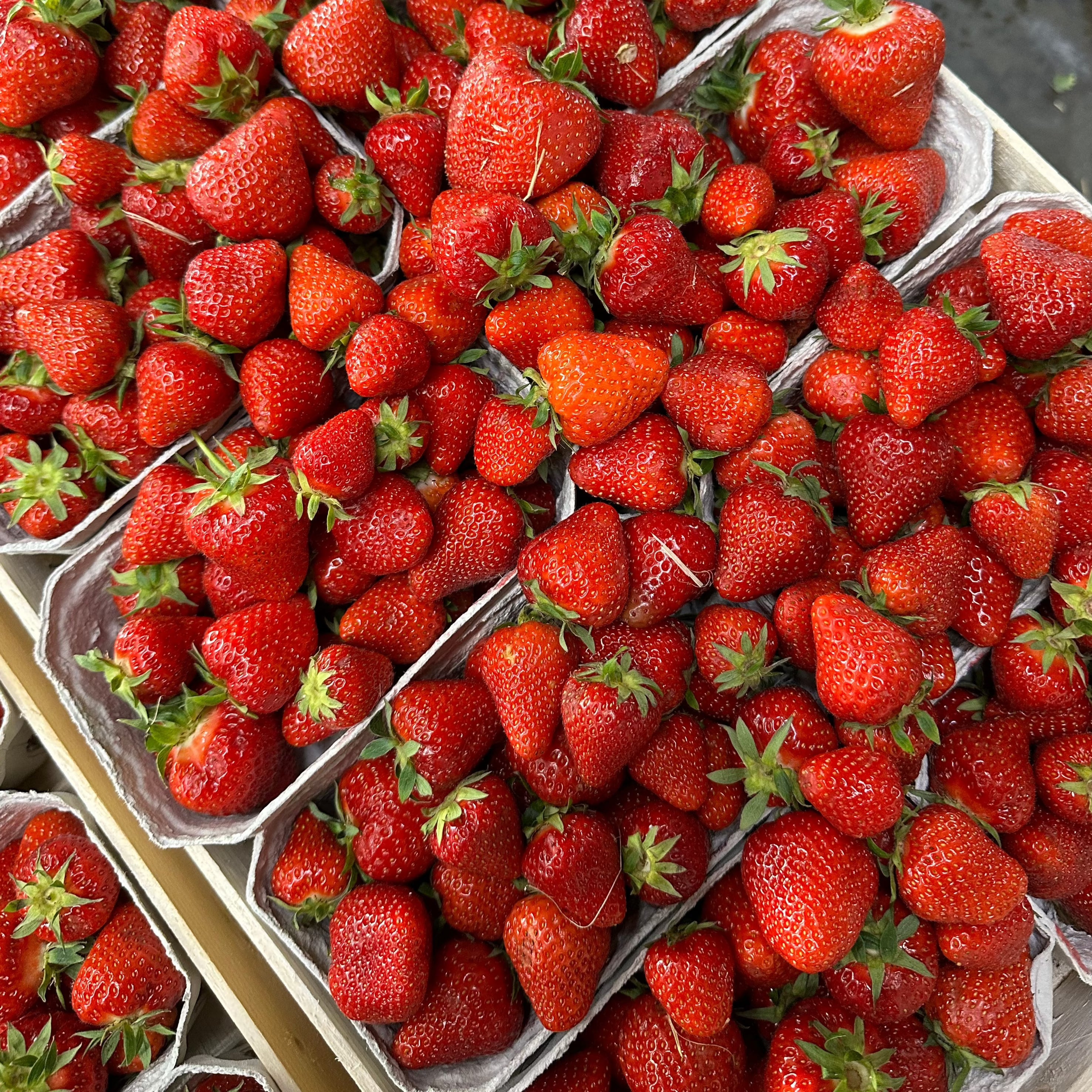 Gerettete regionale Erdbeeren von Knollenliebe – frisch, aromatisch und nachhaltig