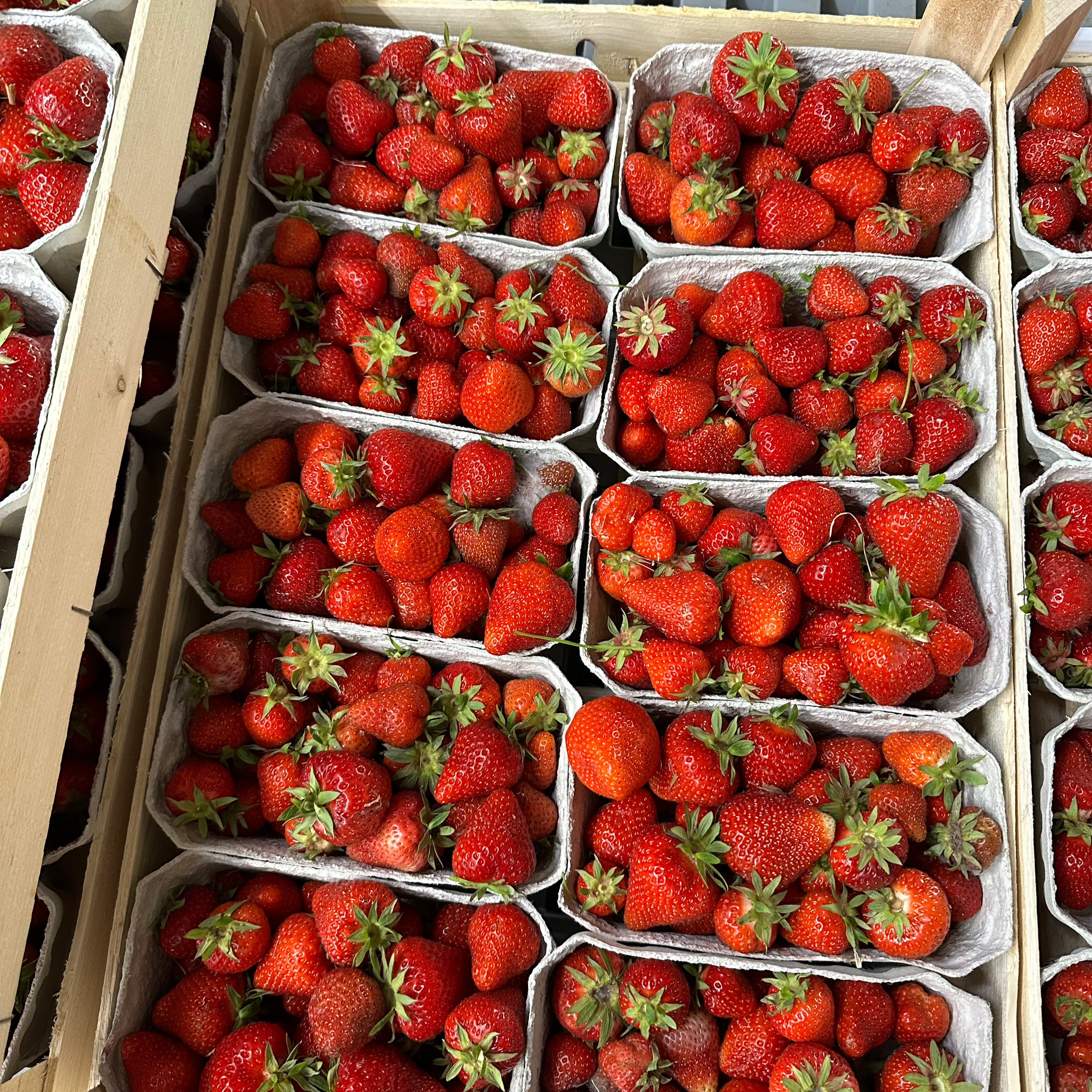 Mehrere Schalen geretteter Erdbeeren – regional, frisch und bereit zum Verzehr
