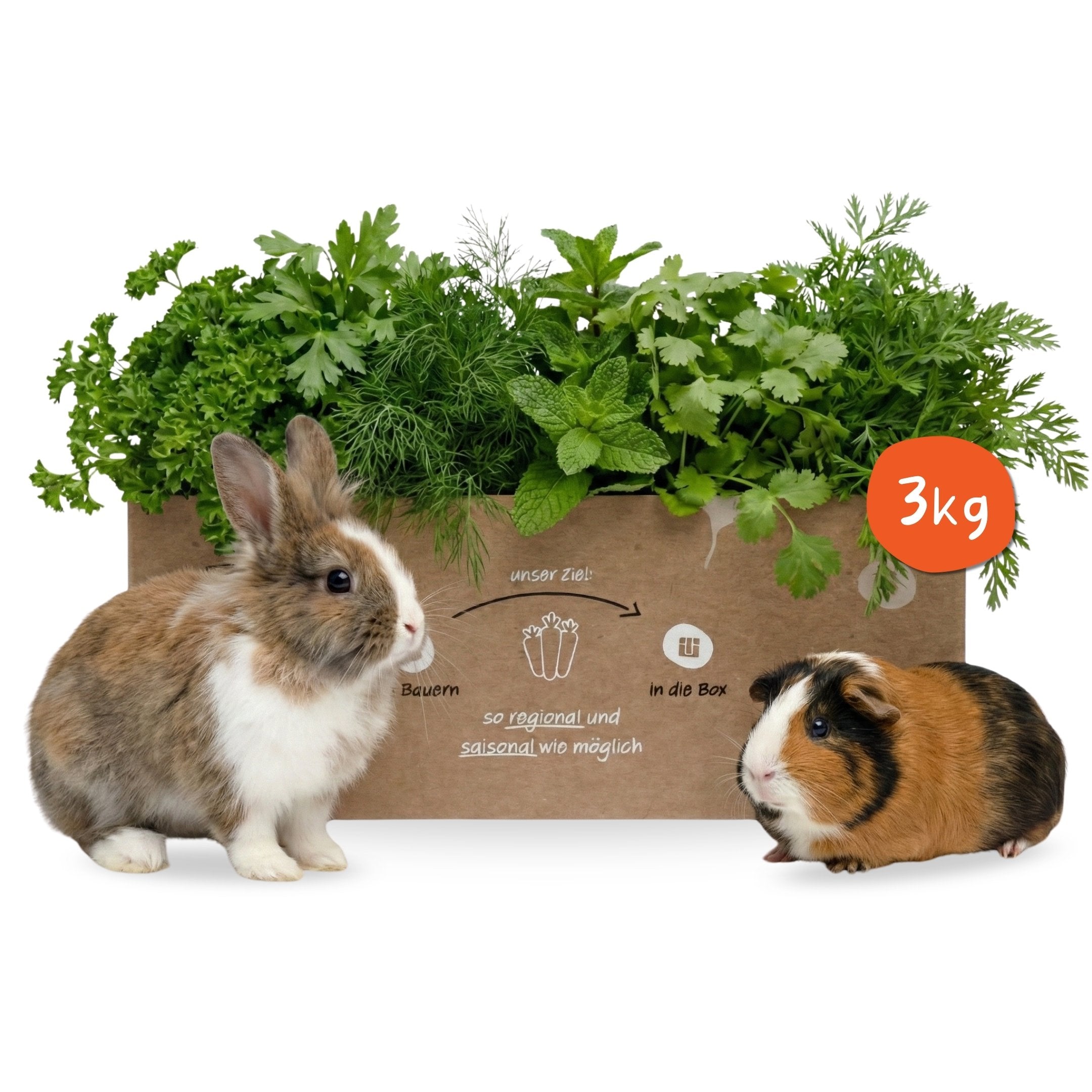 Frische Kräuternbox mit Dill, Petersilie und Möhrengrün