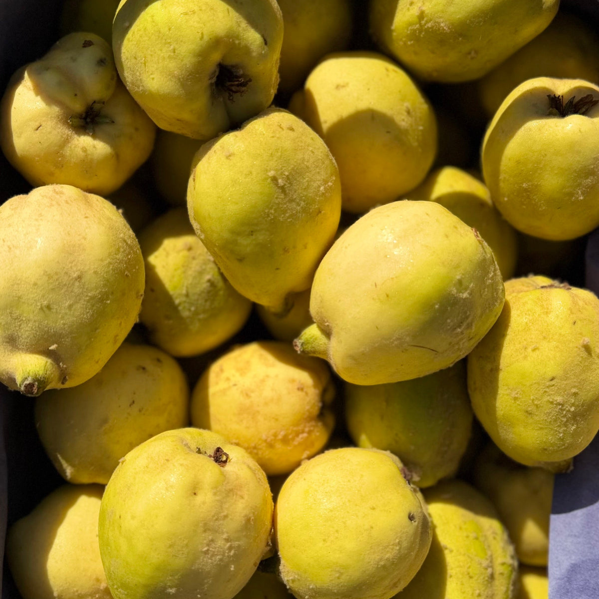 Leckere Quitten aus der Pfalz in goldgelber qualität