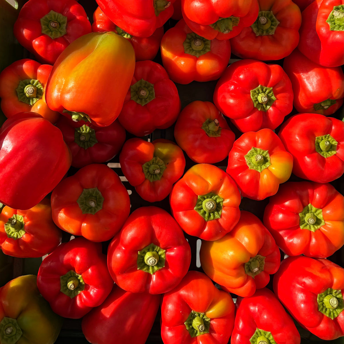 Sonnig gereifter pfälzer Paprika