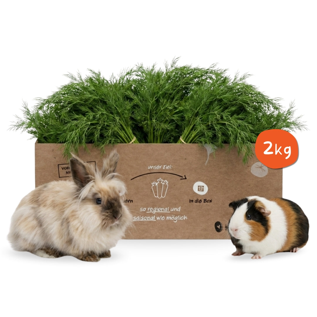 Frischer Dill für Kleintiere – aromatisches Kräuter-Frischfutter