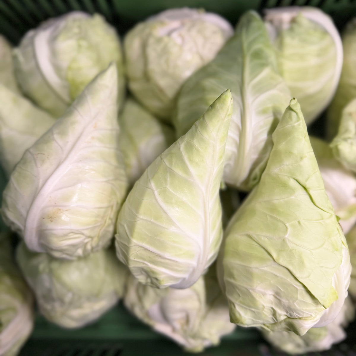 Mini-Spitzkohl-Retterbox – Frischer Spitzkohl aus der Pfalz