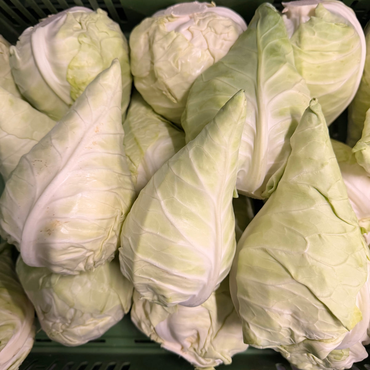 Mini-Spitzkohl-Retterbox – Frischer Spitzkohl aus der Pfalz