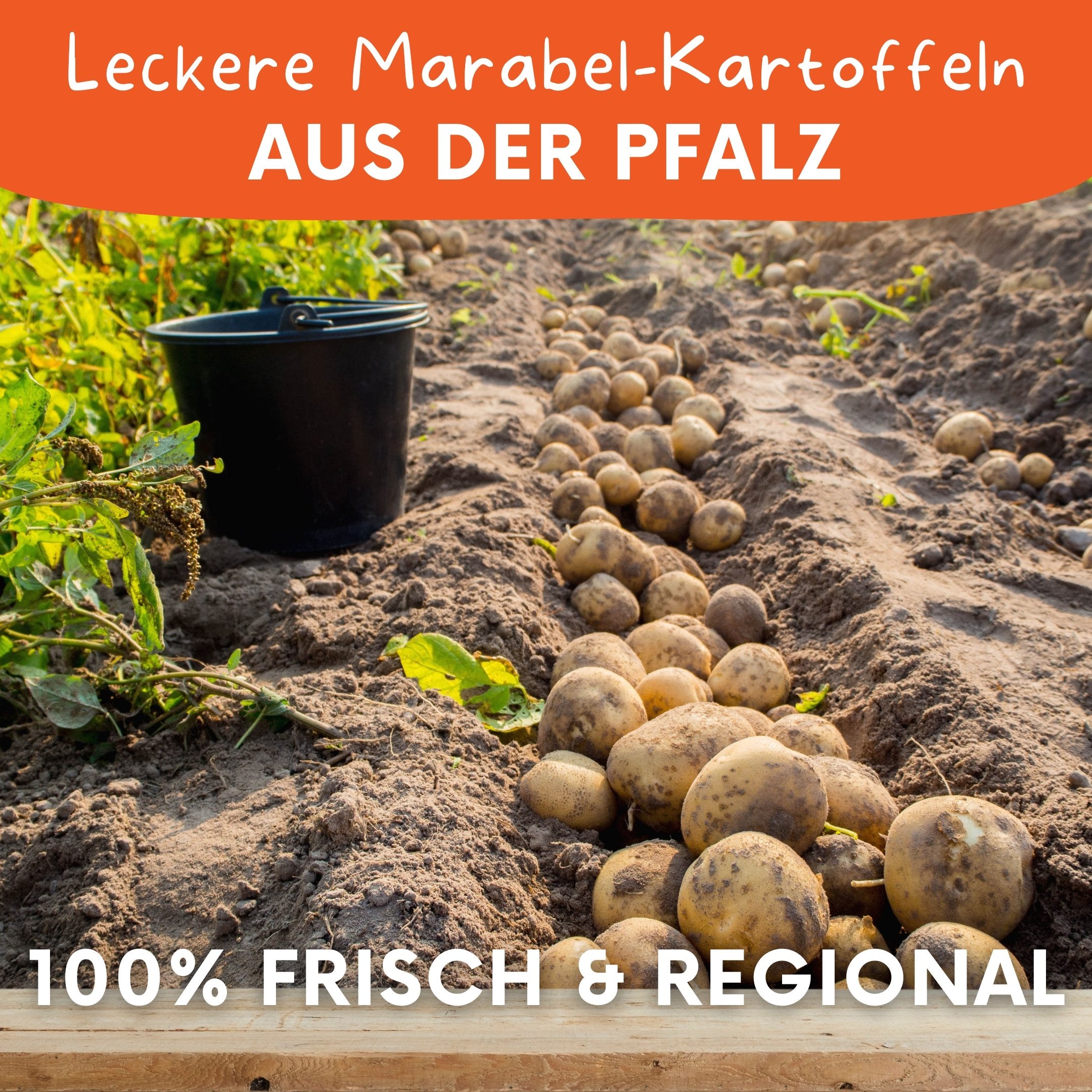 Direkt vom Pfälzer Landwirt: Marabel Kartoffeln aus nachhaltigem Anbau