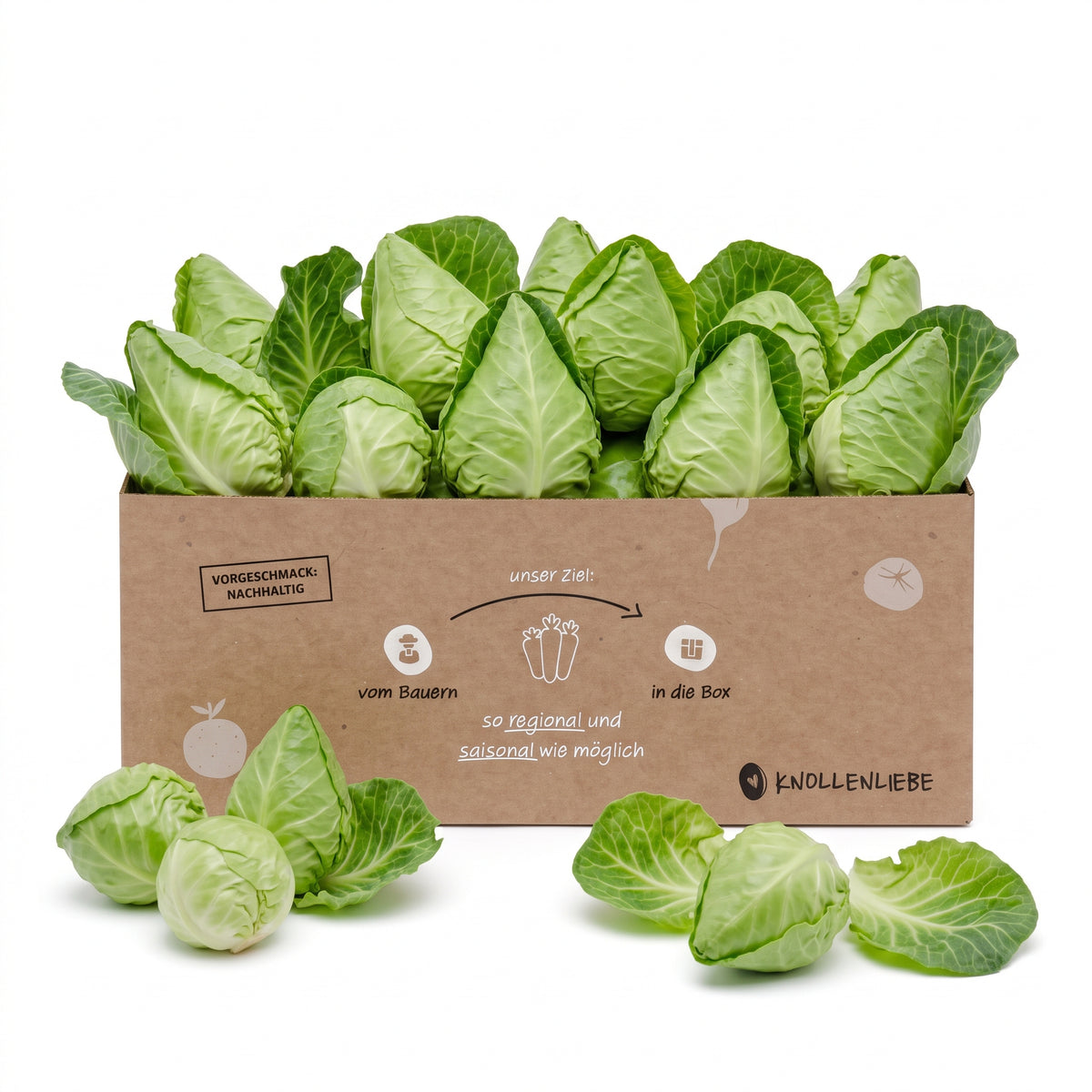 Frischer Mini-Spitzkohl aus der Pfalz in einer Knollenliebe-Retterbox – regionalen Spitzkohl online kaufen und Lebensmittel retten