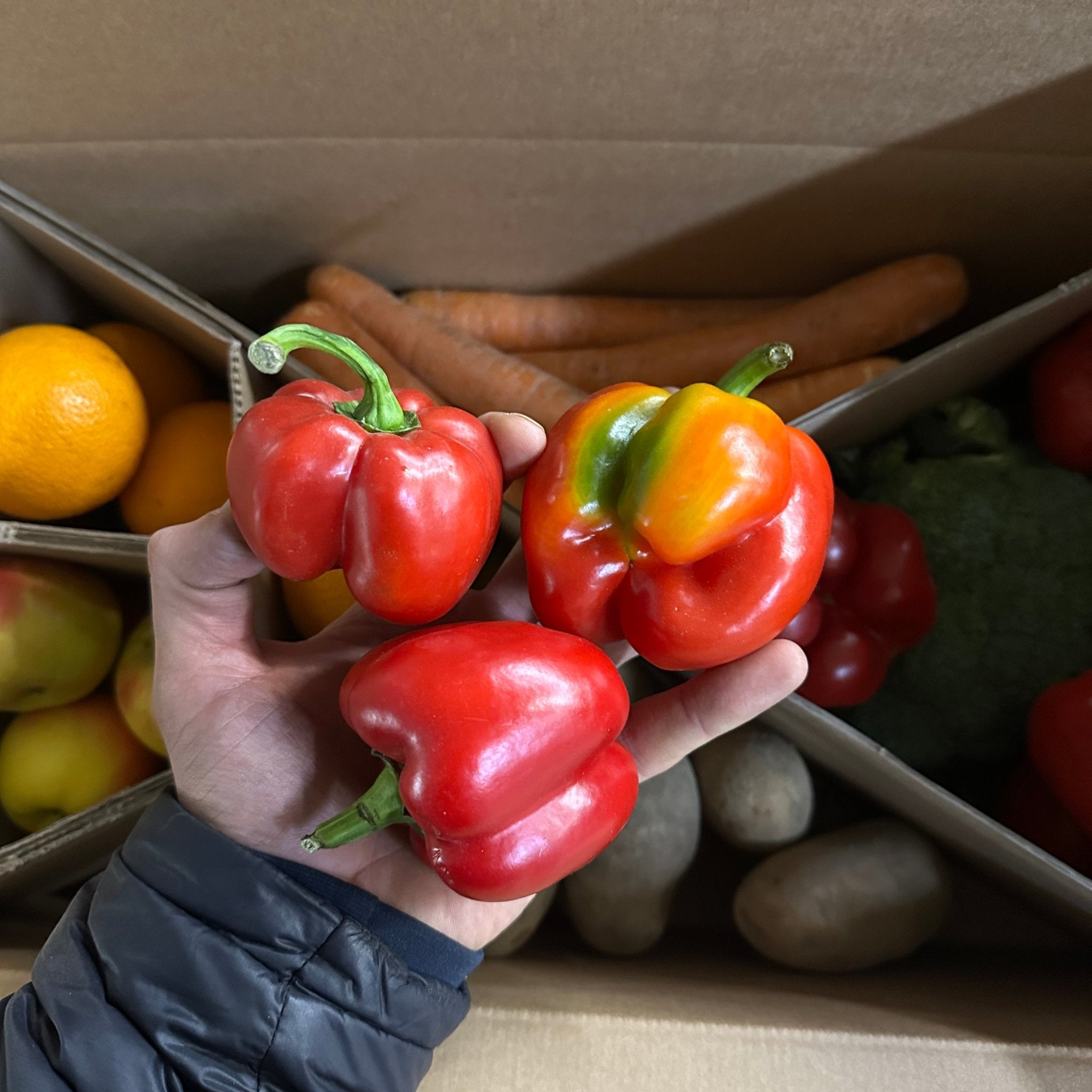 Verfärbte Paprika und zu kleine paprika