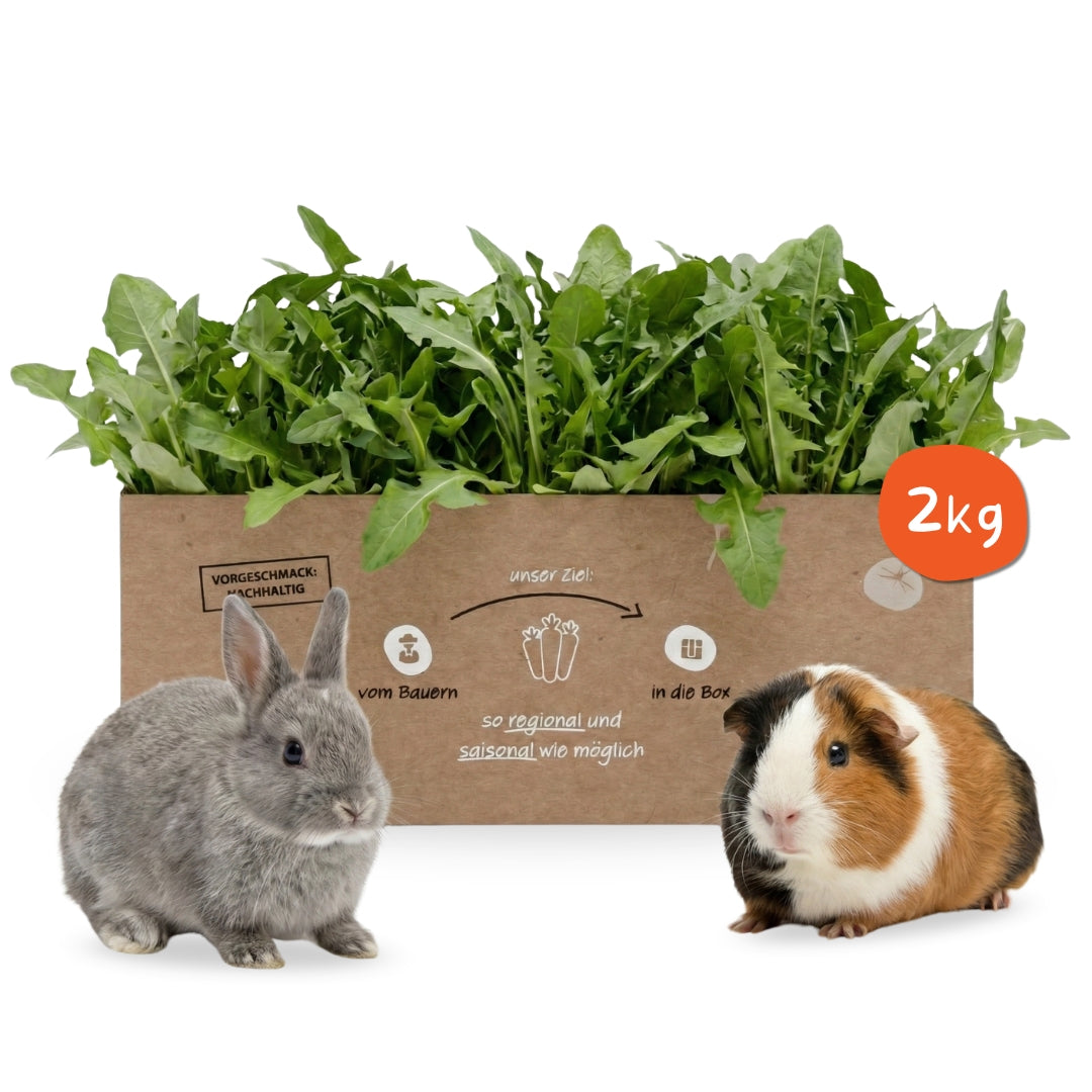 Frischer Löwenzahn für Kleintiere – naturbelassenes Frischfutter & Delikatesse