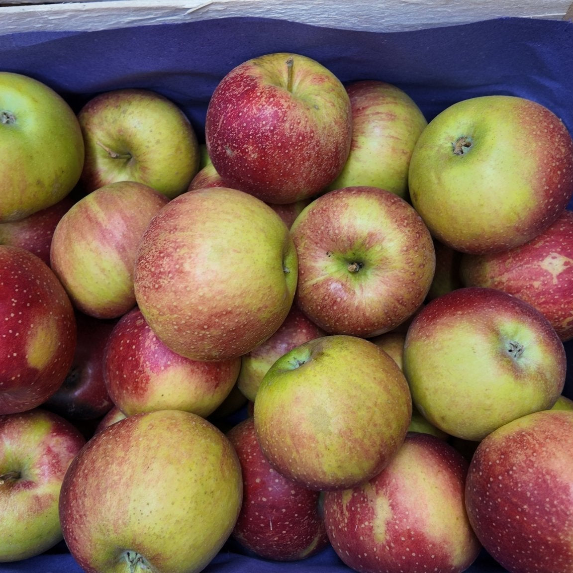 Leckere Boskop Äpfel in einer Kiste