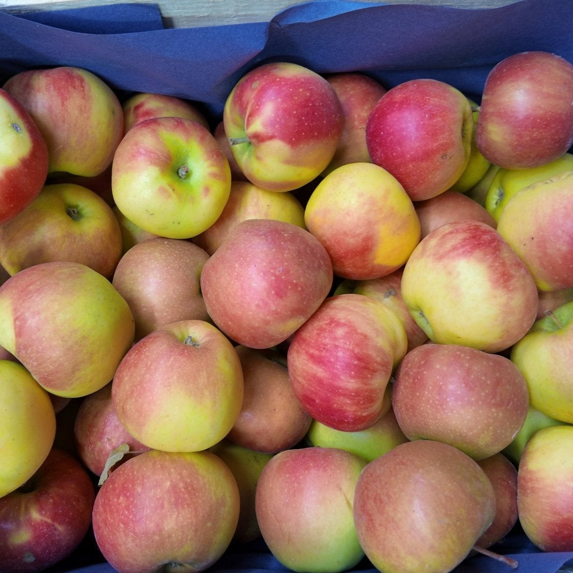 Pfälzer Elstaräpfel in einer Obstkiste