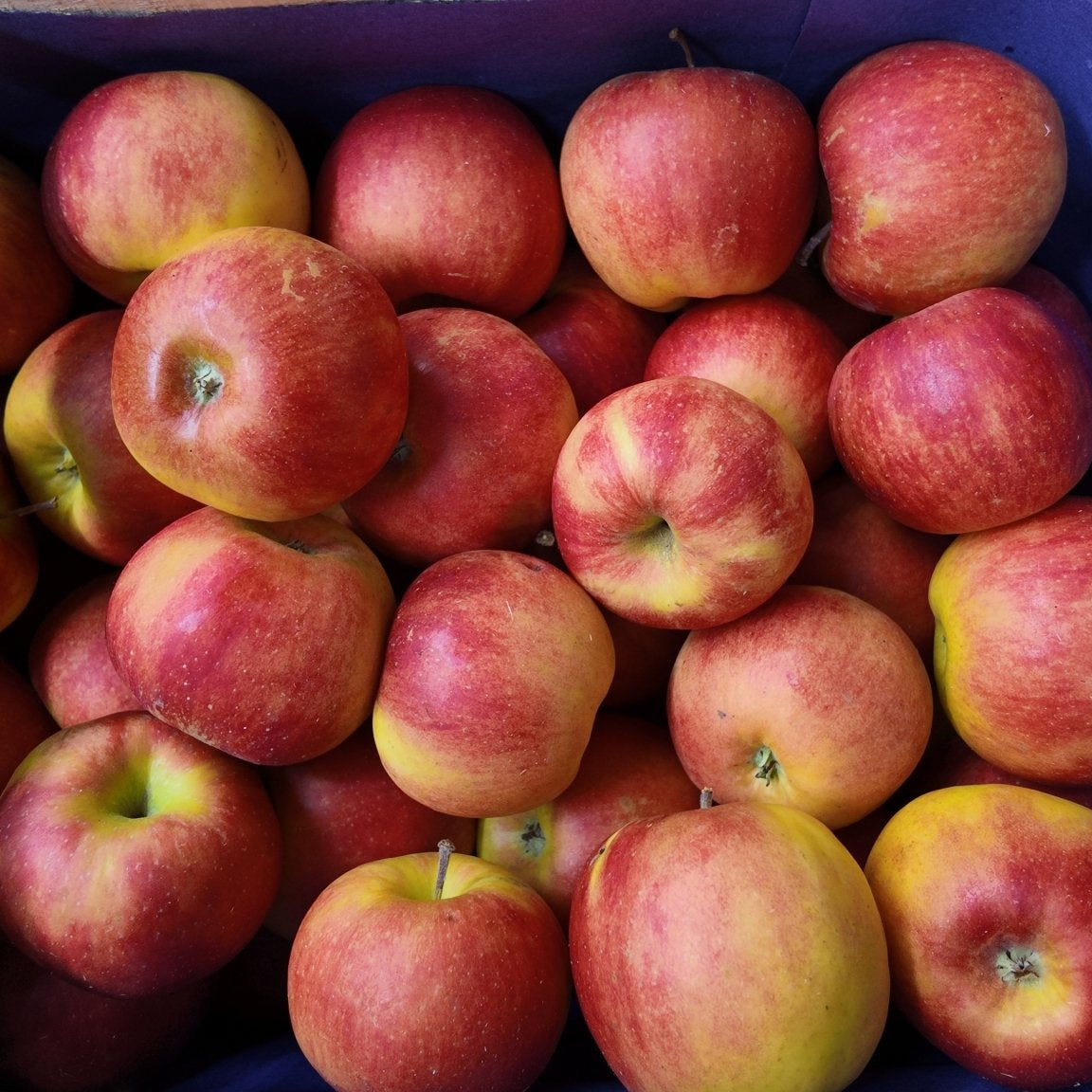 Beliebter Apfel zum Backen von leckeren Gerichten der Sorte Jonagold