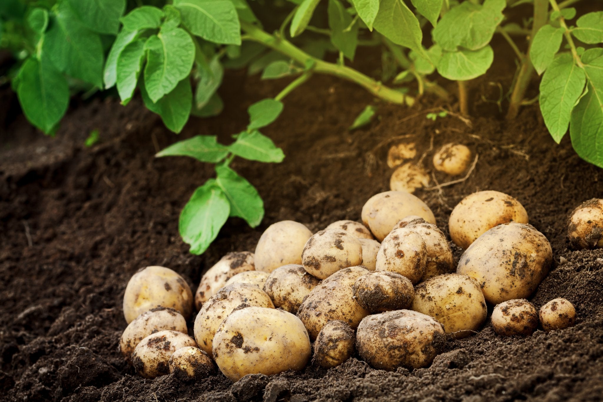 Ganz frisch geerntete Kartoffeln direkt vom Landwirt in dem Feld mit Erde bedeckt.