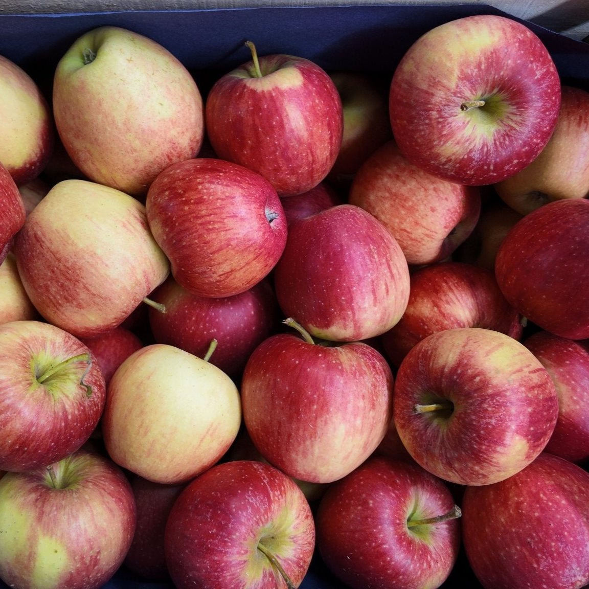 Beliebter Apfel der Sorte Pinova